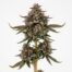 Presidential Runtz cannabis strain plant