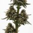 Problem Child cannabis strain plant