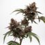 Pruno cannabis strain plant