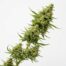 Pucker Up cannabis strain plant