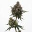 Puddles cannabis strain plant