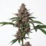 RS54 cannabis strain plant