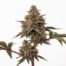 Rainbow Rozay cannabis strain plant