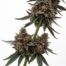 Red Biscotti cannabis strain plant