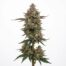Return of the MAC cannabis strain plant