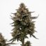Roxy cannabis strain plant