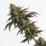 Royal Skywalker cannabis strain plant