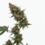 Secret Breakfast cannabis strain plant