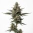 Silver Marker cannabis strain plant