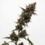 Smackers cannabis strain plant