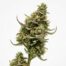Sour OG Chem cannabis strain plant