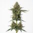 Strawberry Float cannabis strain plant