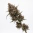 Super Boop cannabis strain plant