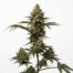 Tamarindo cannabis strain plant