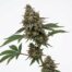 Tartz cannabis strain plant
