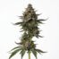 The Glove cannabis strain plant