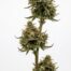 The Great Ha'Tuh cannabis strain plant