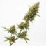 Tigers Eye cannabis strain plant