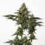 Time Change cannabis strain plant