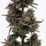 Tommy Shelby cannabis strain plant