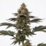 Trash Panda cannabis strain plant