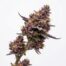 Trop Cherries cannabis strain plant