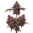 Tropical Cherries cannabis strain plant