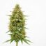 Tropical Lemonade cannabis strain plant