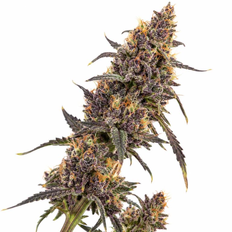 Tropicana Cookies F2