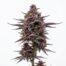 Tropicana Cookies Purple cannabis strain plant