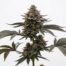 Truffle Pie cannabis strain plant