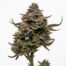 Vsop cannabis strain plant
