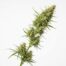 Walkabout cannabis strain plant