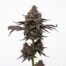 Waygu cannabis strain plant