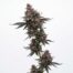 White Bacio cannabis strain plant
