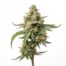White Peaches cannabis strain plant