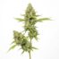 Wonder Bread cannabis strain plant