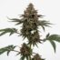 Z41 cannabis strain plant