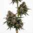 Zlushies cannabis strain plant