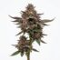 Zoda cannabis strain plant